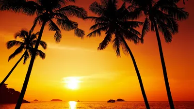 Картинка закат солнца пальмы море пляж экзотика обои на рабочий стол
