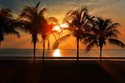 Картина Океан, пейзаж с закатом, картина с пальмой, тропический пляж в  интернет-магазине Ярмарка Мастеров по цене 3000 ₽ – LLFF6BY | Картины,  Ставрополь - доставка по России
