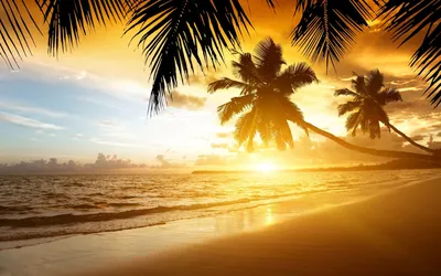 Фензи | Закат на пляже с красивым видом на пальмы / Океан шумит | Дзен