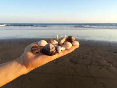 картинки : рука, Морские ракушки, океан, море, воды, небо, песок, пляж,  горизонт, Сокровища, Экзотический, Неповторимый, дары, природа,  Естественный, Снаряды, лето, морской, оболочка, Водный, украшение,  Тропический, путешествовать, отпуск, Коралл ...