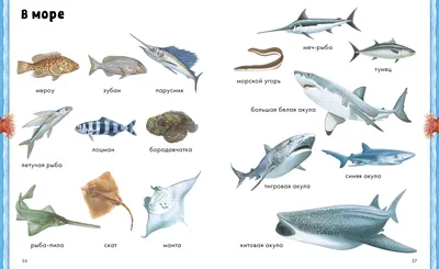 Картинки морских рыб фотографии