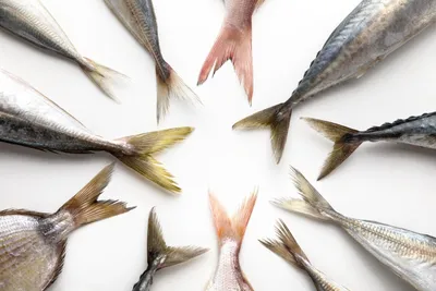 морская рыба на рынке в Средиземном море. вылов свежих морских и морских рыб  для продажи в пищу и на коммерческой основе. Стоковое Изображение -  изображение насчитывающей рыбозавод, кухня: 261052545