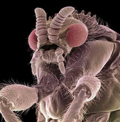 Фото насекомых, насекомые под микроскопом, жуки фото.