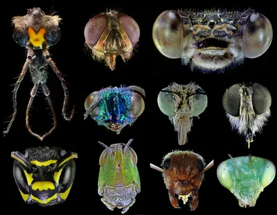 File:Головы насекомых под микроскопом.jpg - Wikimedia Commons