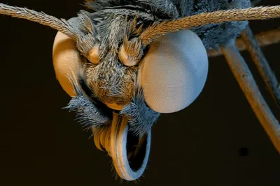 Тайны насекомых под микроскопом |антикафе «Жучки-паучки»