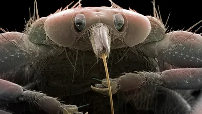 Голова бабочки под микроскопом (68 фото) | Насекомые, Микроскопы,  Макросъемка