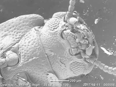 Они среди нас: Удивительный мир насекомых под микроскопом | Наша планета |  Дзен