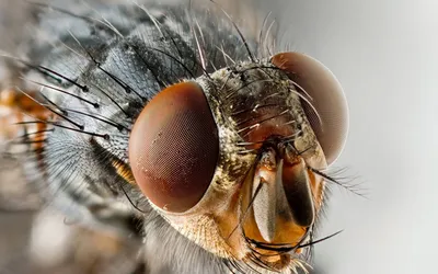 Зачем мухи постоянно потирают лапки | STENA.ee