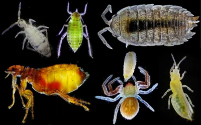 Муха под микроскопом: маленькое насекомое с удивительными деталями» —  создано в Шедевруме