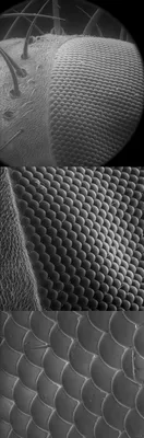 Картинки муха под микроскопом фотографии