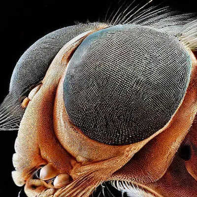 Глаз мухи под микроскопом | Пикабу