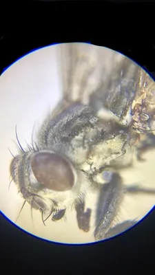 Насекомые под микроскопом | Scanning electron microscope, Electron  microscope, Pictures of insects