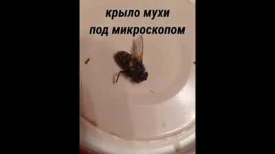 Муха под микроскопом или ХАЛЯВНЫЙ МИКРОСКОП С АЛИЕКСПРЕСС. - YouTube