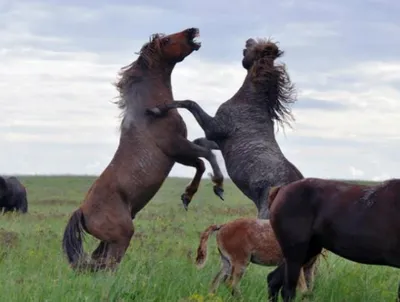 картинки : Chevaux, Позвоночный, Млекопитающее, Мустанг лошадь, Грива,  Жеребец, Морда, организм, Кобыла, щавель, Дикая природа, домашний скот,  Лошадь пржевальского 3840x2160 - Adel Mesmi - 1613784 - красивые картинки -  PxHere