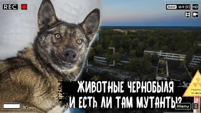 У волков-мутантов из Чернобыля нашли способность противостоять раку |  Телеканал Санкт-Петербург