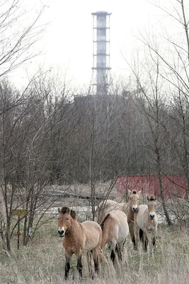 Какие есть животные в Чернобыле и есть ли мутанты в зоне отчуждения -  YouTube