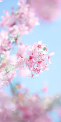Краснодарская весна | Пикабу