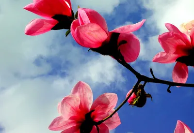 Картинки на телефон на заставку вертикальные природа весна (66 фото) »  Картинки и статусы про окружающий мир вокруг