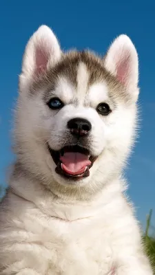 щенок, Husky, puppy, funny animals, cute animals, 4k (vertical) | Funny  animals, Husky puppy, Cute puppies