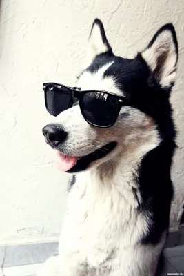 Прикольная собака в солнцезащитных очках — Фотографии на аву | Хаски,  Собаки, Щенки