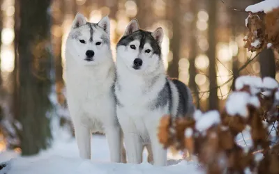 Pin by Mari on Обои | Dogs, Husky with blue eyes, Husky