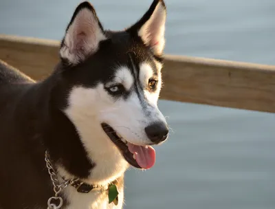 Animal Husky HD Wallpaper