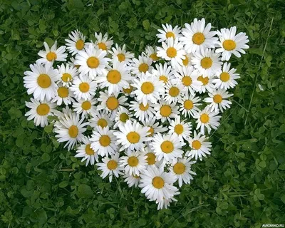 Цветы, #Сердце, #Ромашки, #аватары, #картинки, #фото, #авы,  https://avatarko.ru/kartinka/8076 | Ромашки, Цветок, Цветочный