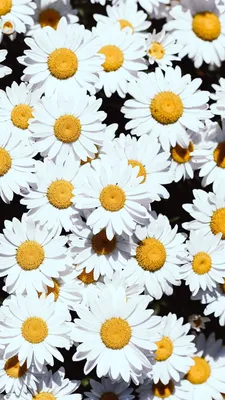 Скачать 938x1668 ромашки, цветы, белый, цветение, растения обои, картинки  iphone 8/7/6s/6 for parallax | Ромашки, Цветочные фоны, Цветочные картины