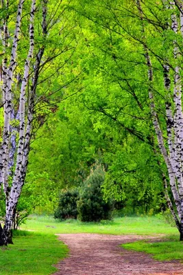 Обои весна, дерево, природа, акварельные краски, расцвет на телефон  Android, 1080x1920 картинки и фото бесплатно