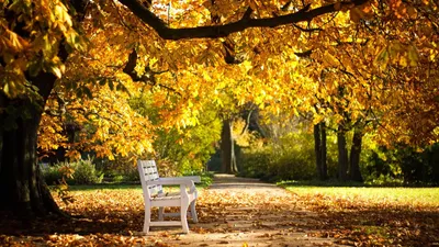 Красивая золотая осень -ОБОИ- на рабочий стол-Большие бесплатно