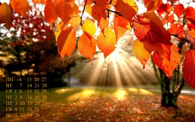 Обои на рабочий стол: Природа, Дорога, Деревья, Тени, Листья, Осень -  скачать картинку на ПК бесплатно № 135326