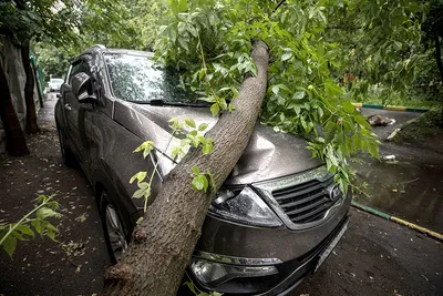 Кто должен отвечать, если на машину во дворе упало дерево - Российская  газета