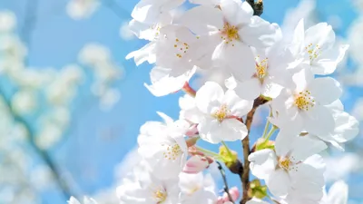 Весна сад, Япония, цветение, мостик, пруд, красота фото, обои на рабочий  стол