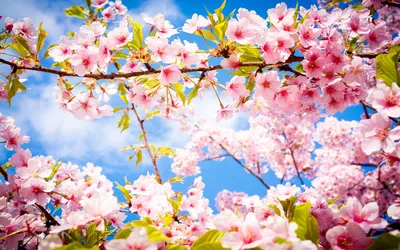 Скачать обои небо, обои на рабочий стол, цветы, весна, трава разрешение  1600x900 #13231