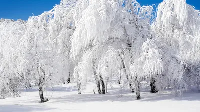 Обои зима, снег, природа, горный рельеф, дерево HD ready бесплатно,  заставка 1366x768 - скачать картинки и фото