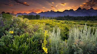 Image Nature Fields Sunflowers sunrise and sunset 1366x768