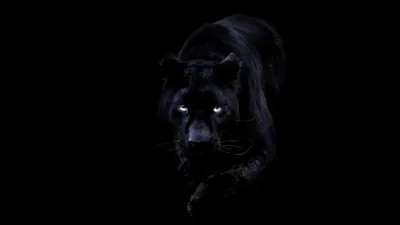 Обои Черная пантера, картинки - Обои для рабочего стола Черная пантера фото  из альбома: (животные)