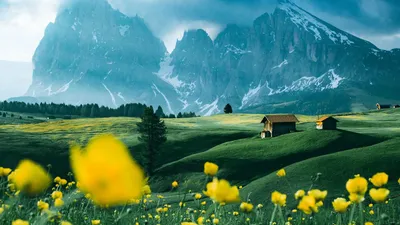 Обои цветы, поле, горы, снег, заснеженный картинки на рабочий стол, фото  скачать бесплатно