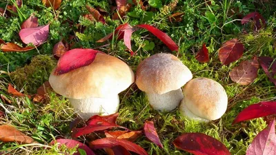Обои грибы, осень, листья, трава картинки на рабочий стол, фото скачать  бесплатно