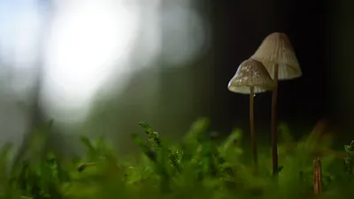 Обои грибы, макро, мох, размытие картинки на рабочий стол, фото скачать  бесплатно
