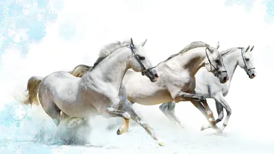 Картинки кони, лошади, зима - обои 1600x900, картинка №71794
