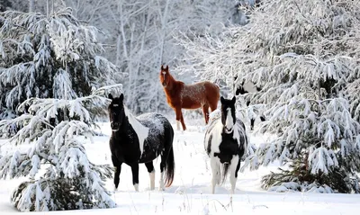 Лошадь на снегу зимой - обои на рабочий стол