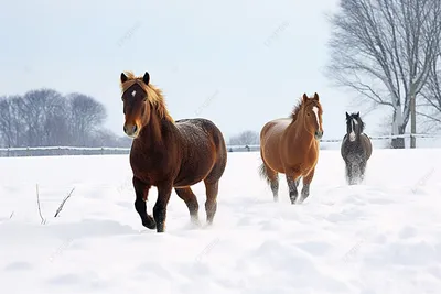 Обои на рабочий стол Деревянные дома, изгородь, деревья и дорога - все  покрыто снегом, по дороге бежит лошадь, by Olari Ionut, обои для рабочего  стола, скачать обои, обои бесплатно