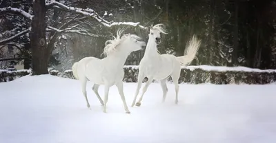Красивый арт лошади, зима, природа - обои на рабочий стол