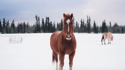 Обои лошадь, зима, снег, лес картинки на рабочий стол, фото скачать  бесплатно
