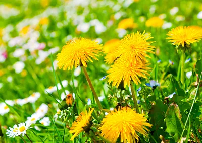 Фотография желтых Цветы Одуванчики