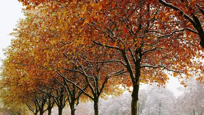 Красивые картинки Зима на рабочий стол, красивые обои Зима для рабочего  стола скачать бесплатно