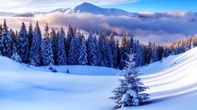 Картинки зимние Природа Времена года