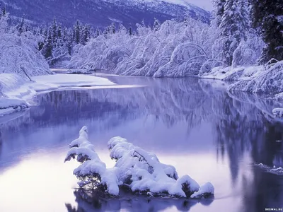 Обои ель, снег, дерево, природа, зима - картинка на рабочий стол и фото  бесплатно