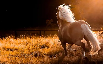 Картинка лошадь Животные 1920x1200